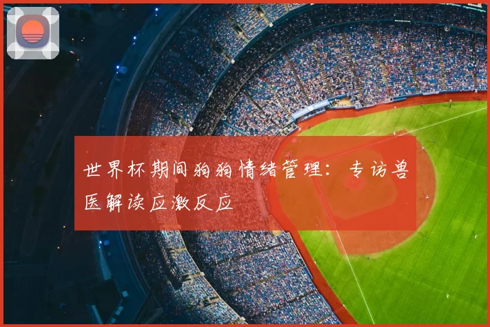 世界杯期间狗狗情绪管理：专访兽医解读应激反应