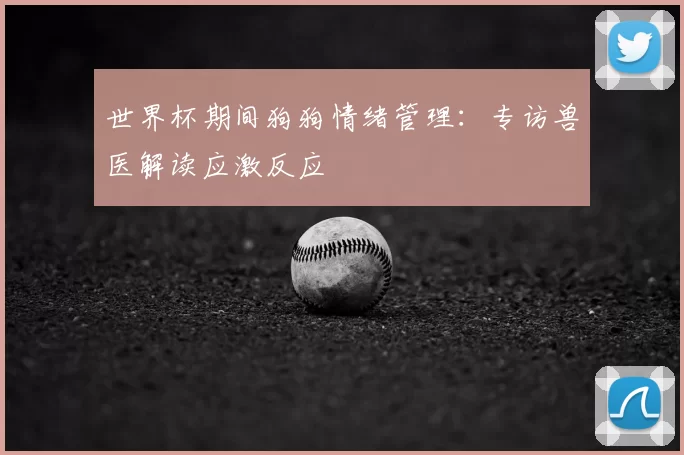 世界杯期间狗狗情绪管理：专访兽医解读应激反应